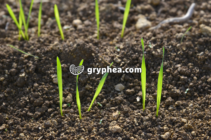 Jeunes plants de blé dans une culture - gryphea.com